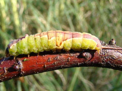 Furcula bifida