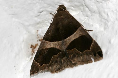 Réf. 50 134 : Dysgonia torrida