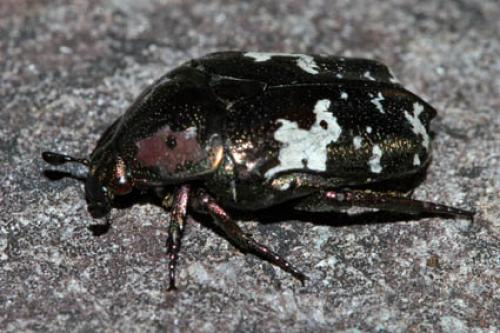 Protaetia aurichalcea