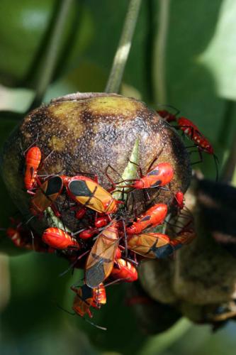Réf. 50 131 : Dysdercus superstitiosus