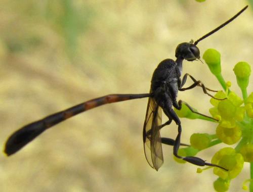 Gasteruption sp.