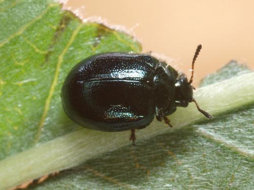 Plagiodera versicolora