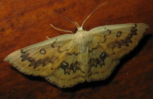 Réf. 50 839 : Cyclophora annularia