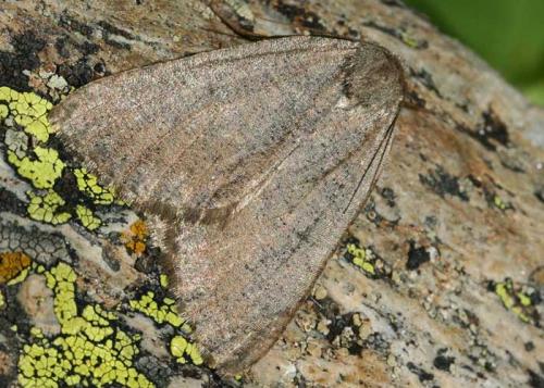 Réf. 50 406 : Onychora agaritharia