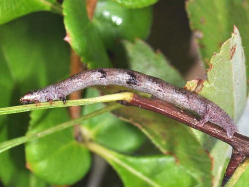 Macaria alternata