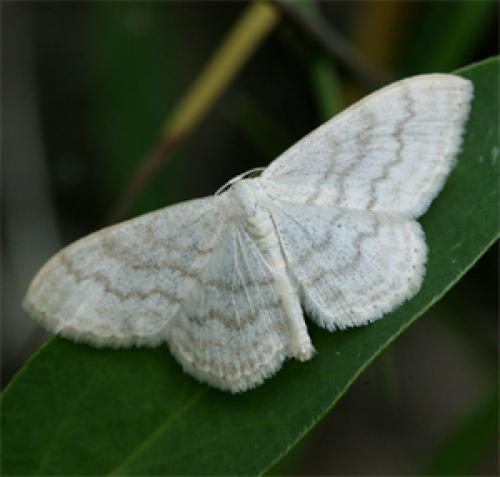 Scopula floslactata