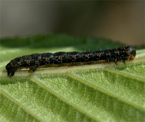 Réf. 50 623 : Triphosa sabaudiata