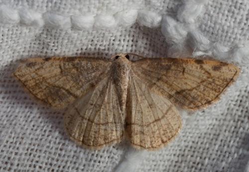 Stegania trimaculata