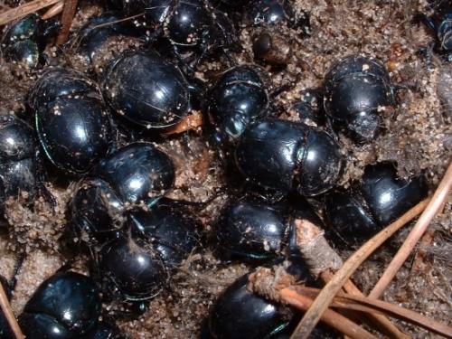 Réf. 50 707 : Trypocopris sp.