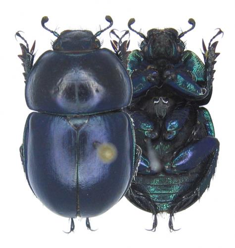 Réf. 50 378 : Trypocopris vernalis