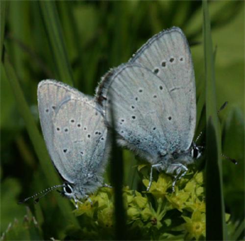 Réf. 50 198 : Cupido sp.