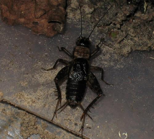Nemobius sylvestris sylvestris