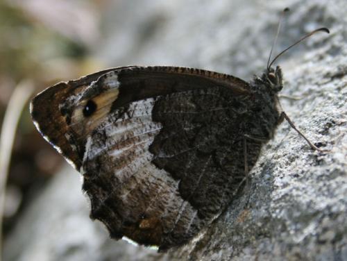 Hipparchia sp.