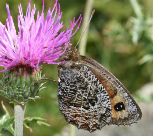 Erebia montanus