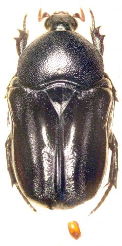 Oplostomus fuligineus