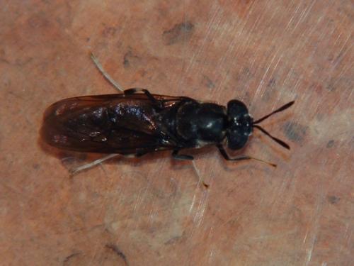 Hermetia illucens