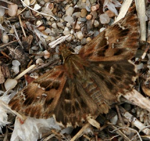 Réf. 50 085 : Carcharodus alceae