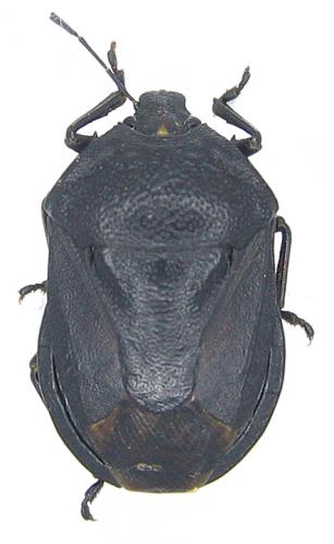 Jalla dumosa