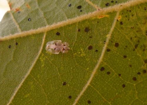 Corythucha ciliata