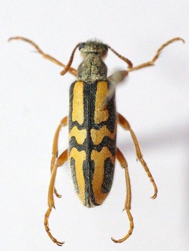 Hycleus pallipes