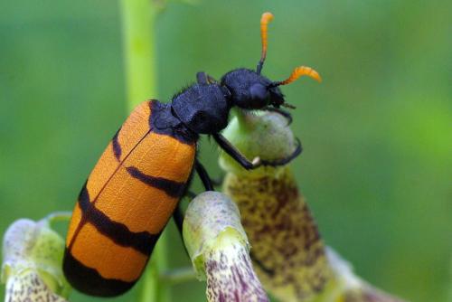 Hycleus trifasciatus