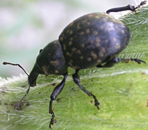 Liparus germanus