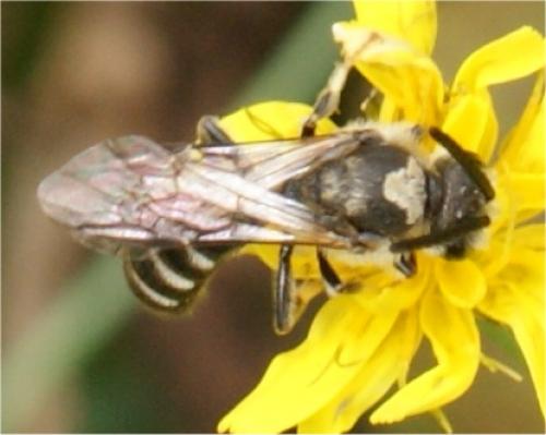 Lasioglossum sp.