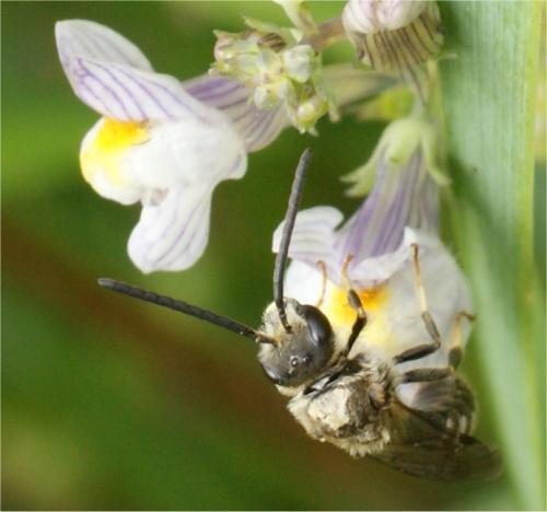 Lasioglossum sp.