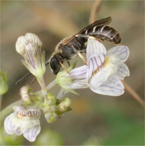 Lasioglossum sp.