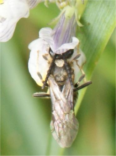 Lasioglossum sp.