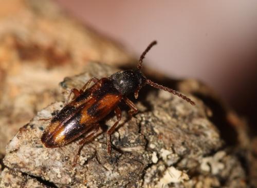 Réf. 50 572 : Hypulus quercinus
