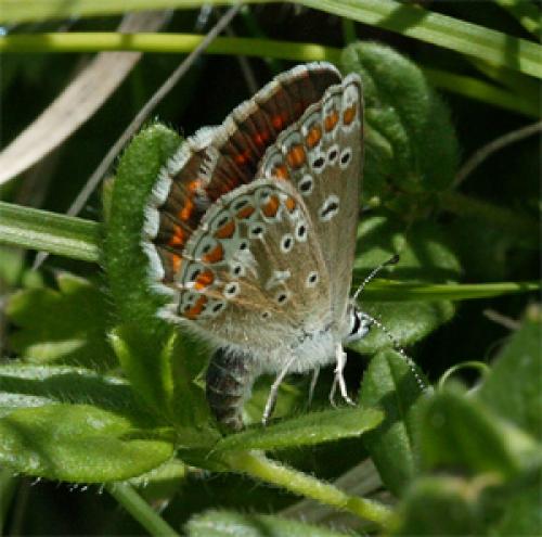 Réf. 50 342 : Aricia sp.