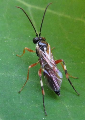 Réf. 50 083 : Diplazon laetatorius