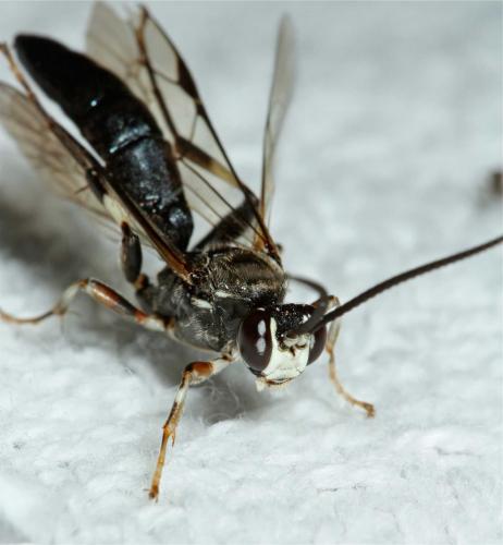 Coelichneumon dubius