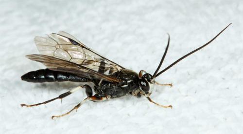 Réf. 50 541 : Coelichneumon dubius