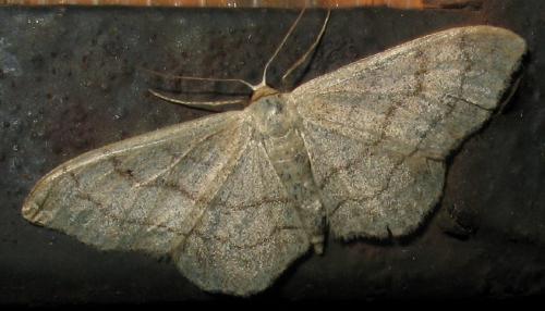 Réf. 50 813 : Idaea aversata