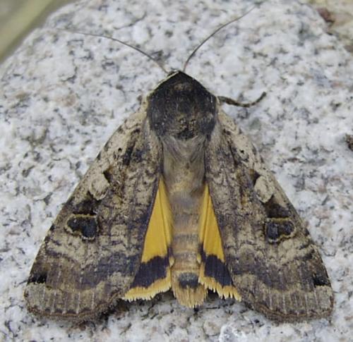 Noctua pronuba