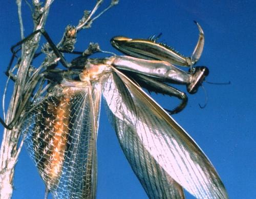 Réf. 50 410 : Mantis religiosa