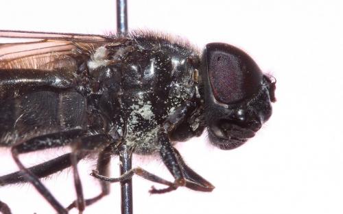 Réf. 50 254 : Cheilosia gigantea