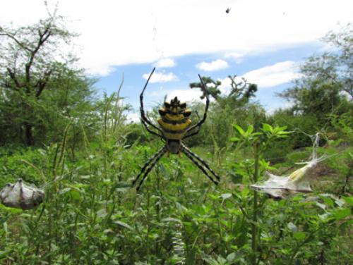 Argiope sp.