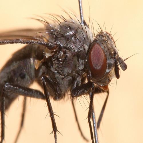 Phorbia sp.