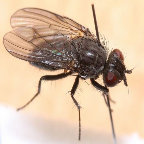 Phorbia sp.