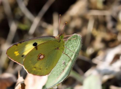 Colias croceus