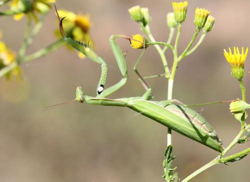Mantis religiosa