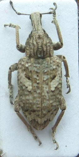 Rhytideres plicatus