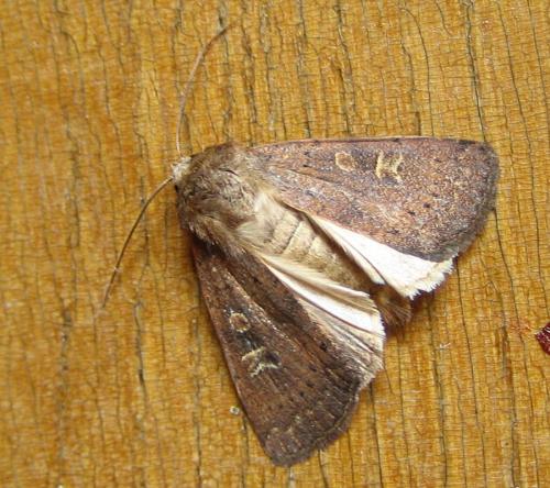 Xestia xanthographa