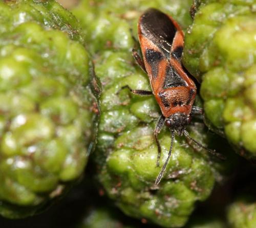 Arocatus roeselii