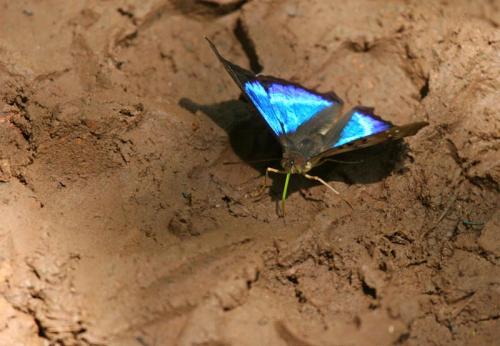 Doxocopa sp.