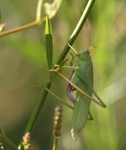 Phaneropterinae