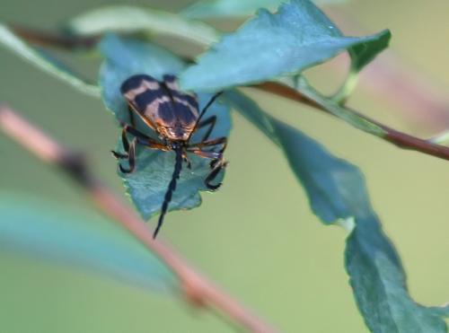 Réf. 50 532 : Calopteron sp.